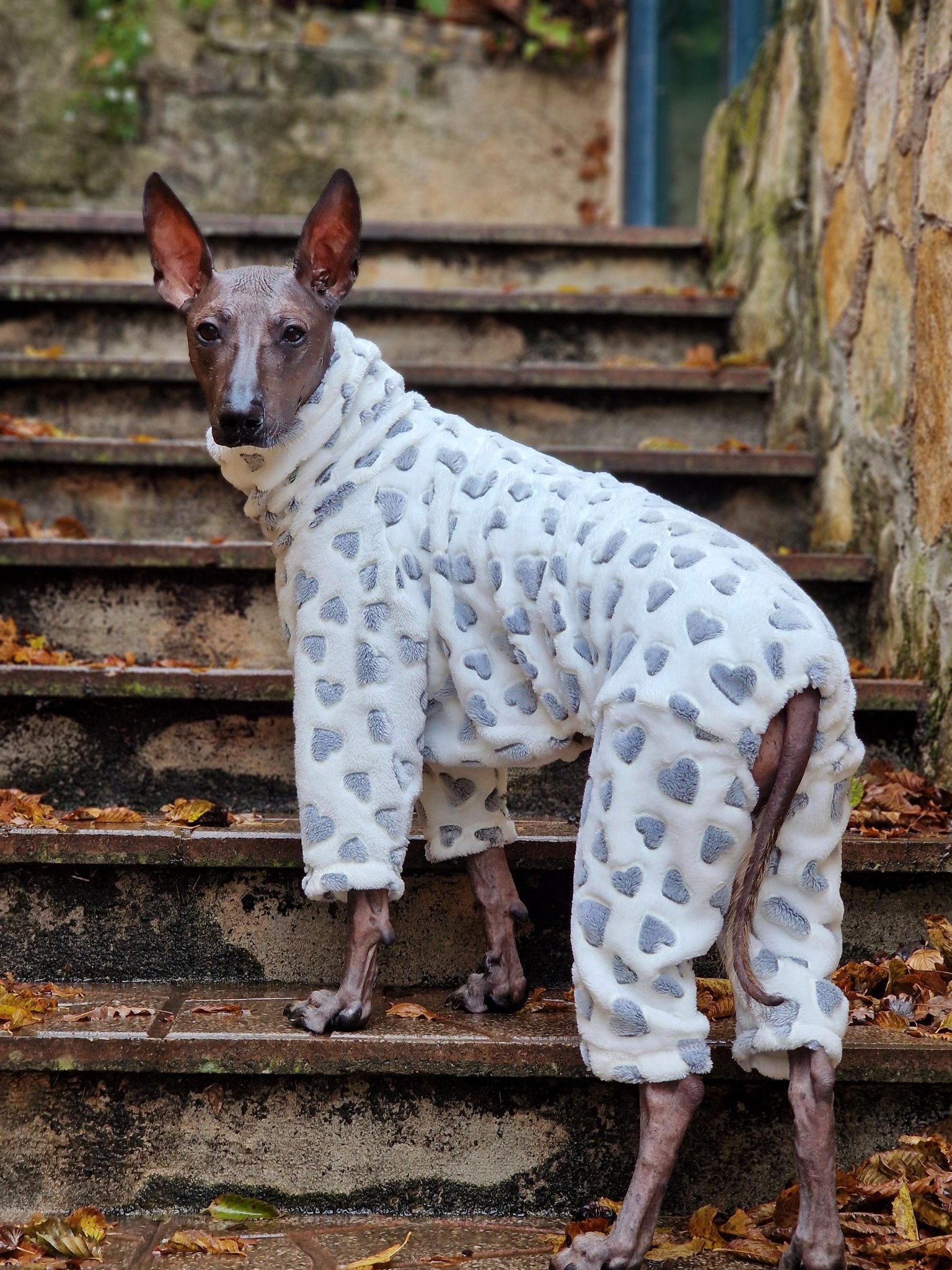 Handmade clothing for hairless dogs