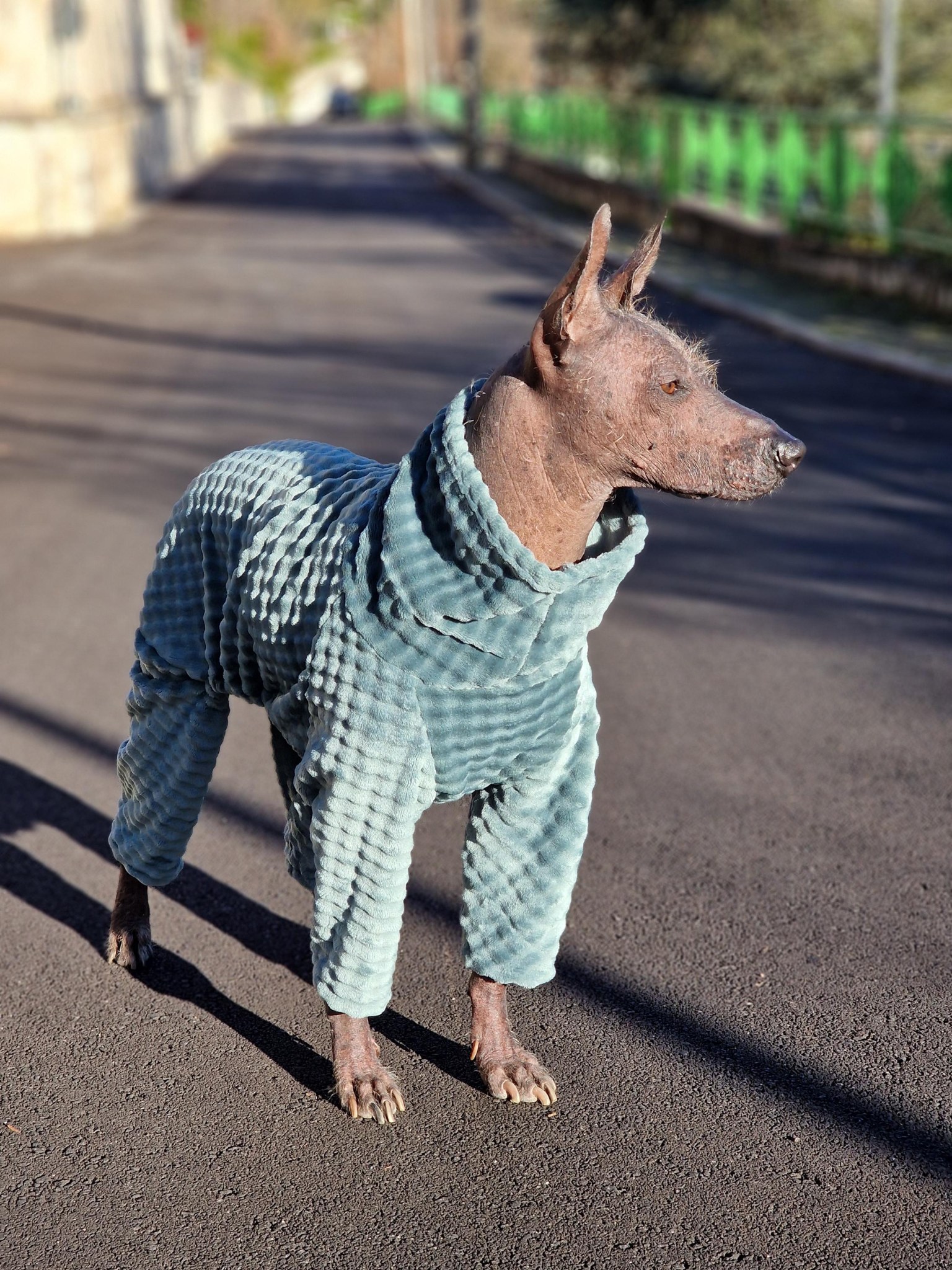 Dog wearing handmade Not Naked clothing
