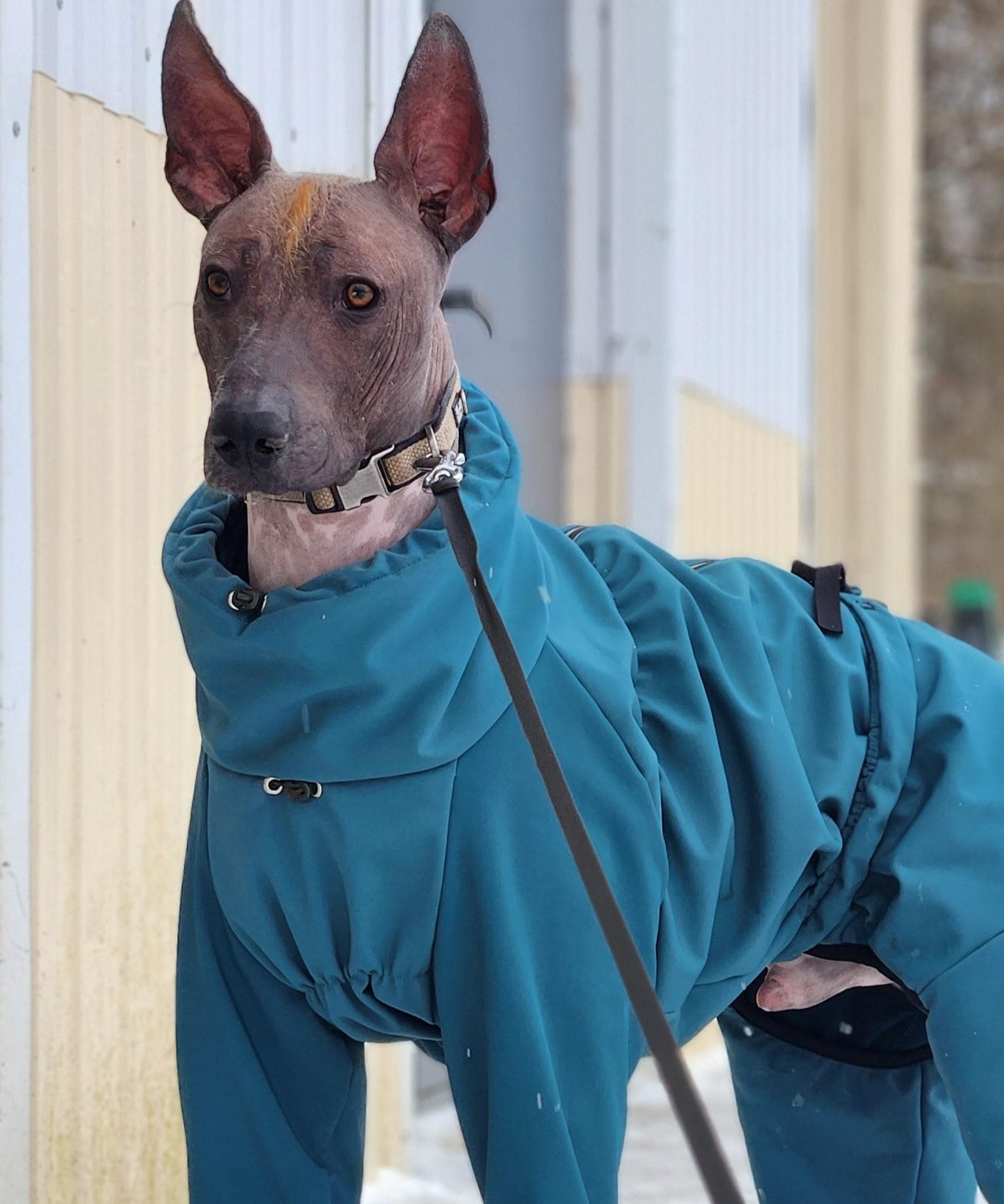Hairless dog wearing a turquoise handmade raincoat