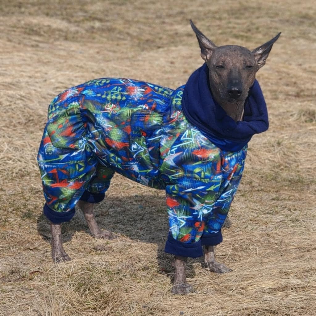 Hairless dog wearing a colourful handmade winter suit
