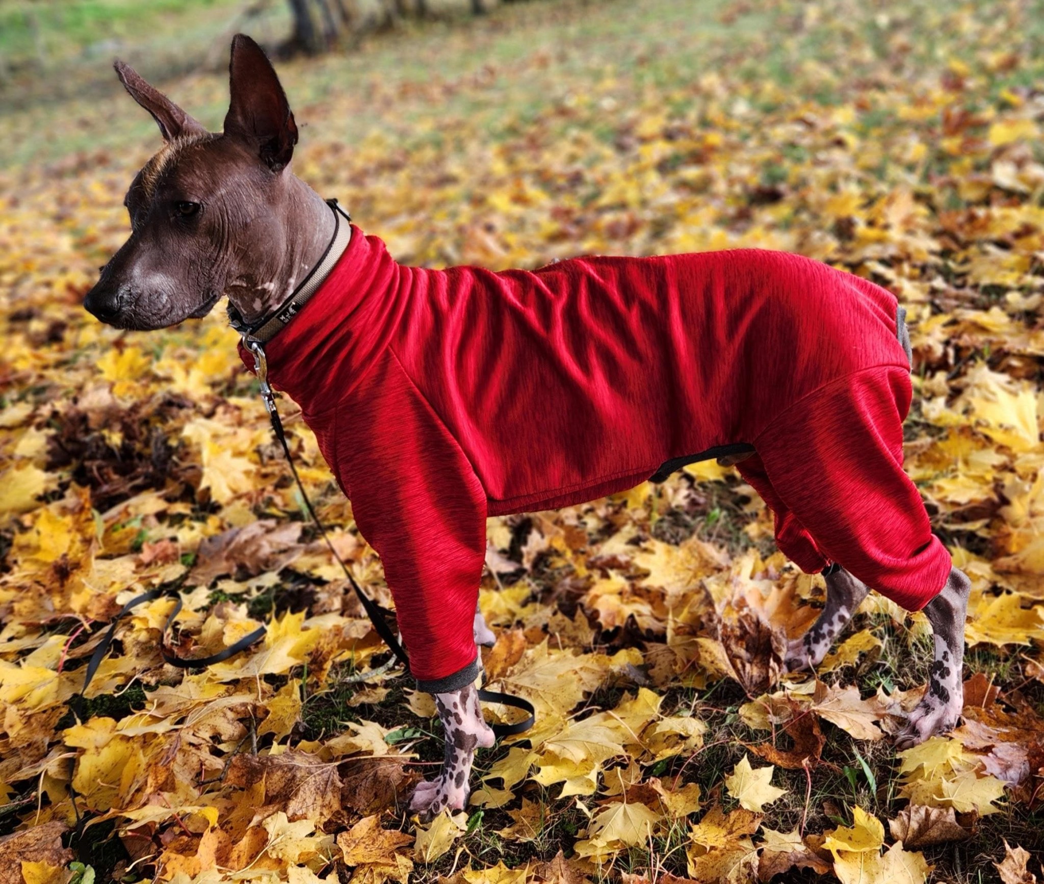 Clothing designed for hairless dogs