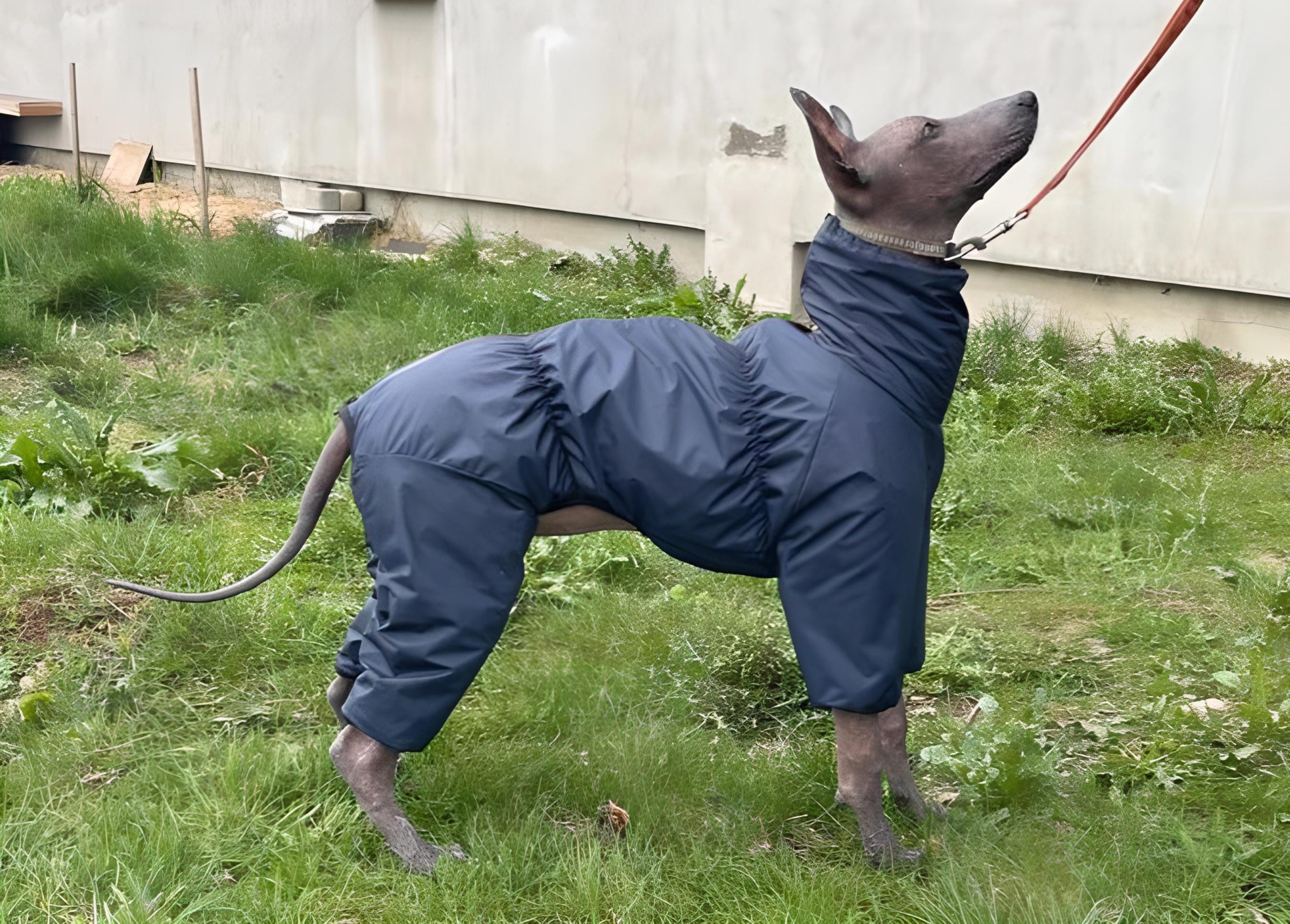 Waterproof and Windproof Warm Raincoat with Fleece/Velsoft Lining. Best for Hairless Breeds like Xoloitzcuintli, Peruvian and AHT
